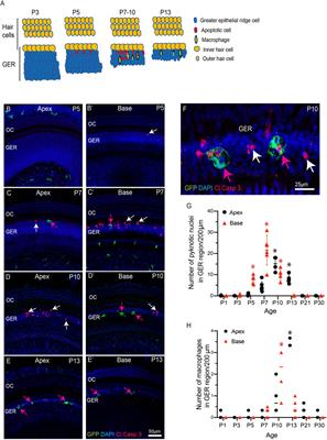 Programmed Cell Death Recruits Macrophages Into the Developing Mouse Cochlea